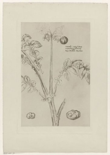 Potato plant