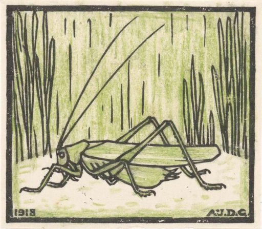 Grasshopper