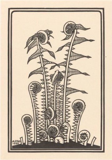 Ferns