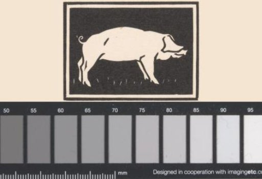 Pig