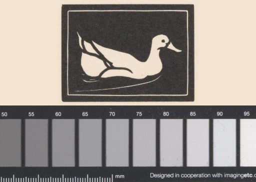 Swimming Duck