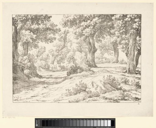 Forest view