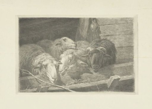 Three Sheep and a Ram before a Trough