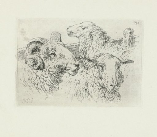 Heads of Sheep and a Ram