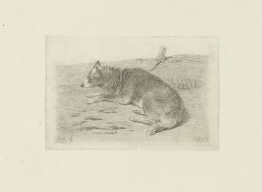 Lying dog seen from the side