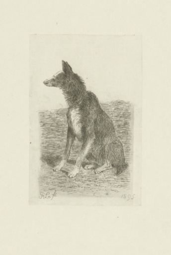Sitting dog with head to the right
