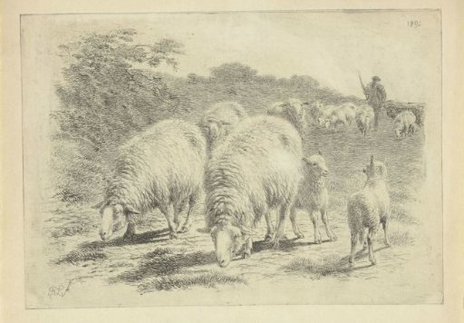 Sheep and Lambs in the Pasture