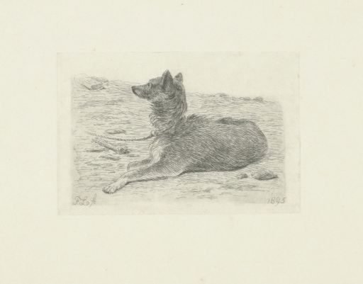 Lying dog