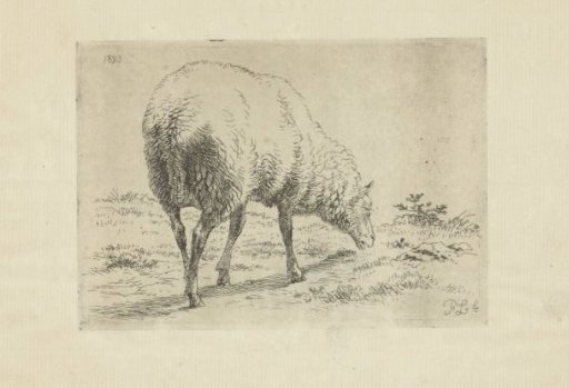 Grazing Sheep