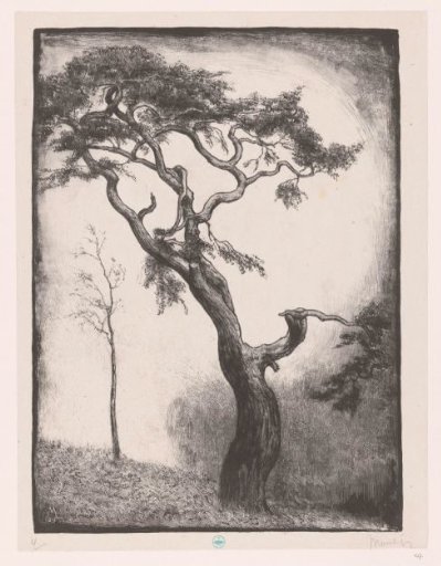 Pine tree