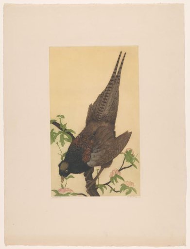 Pheasant