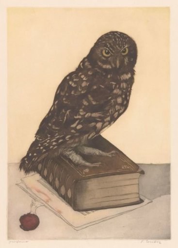 Owl Sitting on a Book