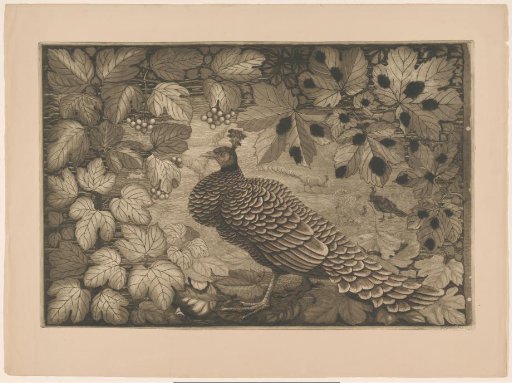 Peacock among leaves