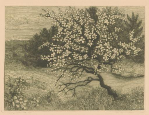 Trees in a rolling landscape