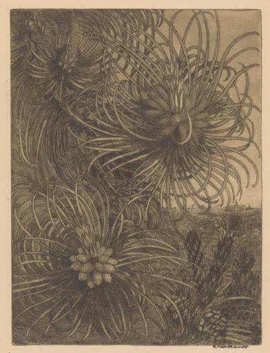 Flowering pine