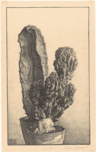 Cacti