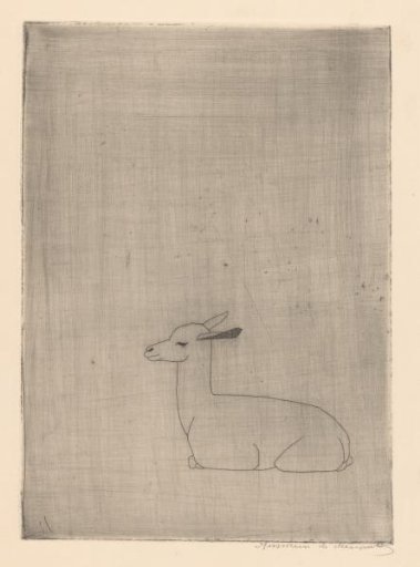 Young llama