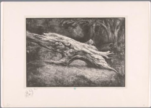 Tree stump