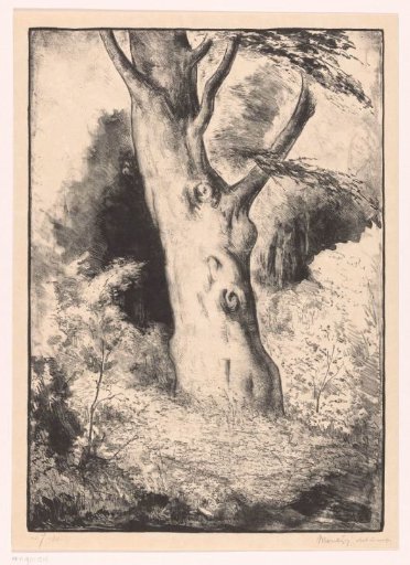 Trunk of a beech tree