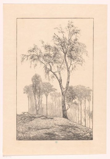 Birches on a hill
