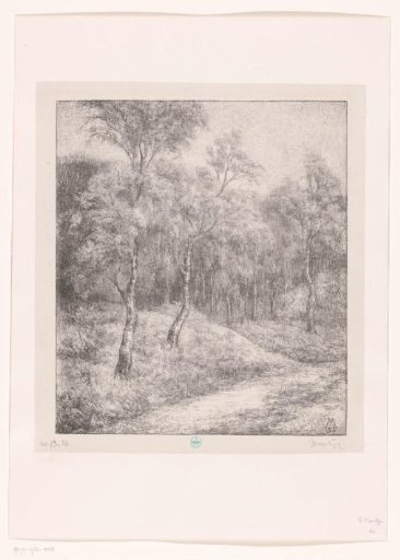 Forest path with birch trees