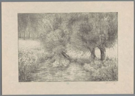 Pollard willows by the ditch