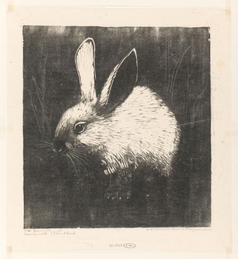 The Rabbit