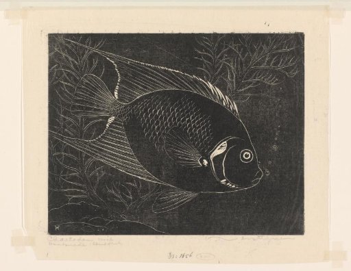 Chaetodon Fish