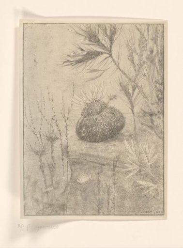 Water Plants