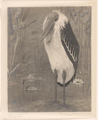 Marabou