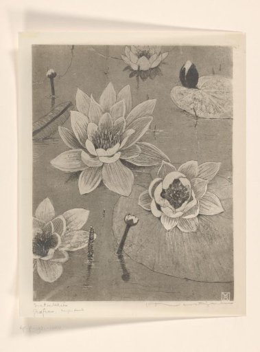 Water Lilies