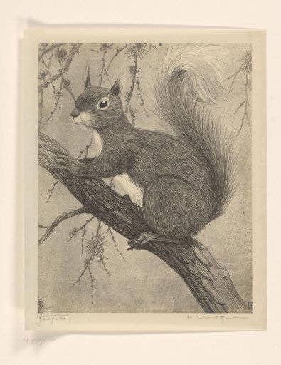 Squirrel
