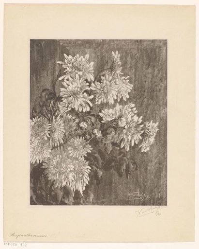 Chrysanthemums