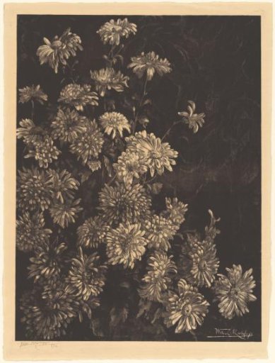 Chrysanthemums
