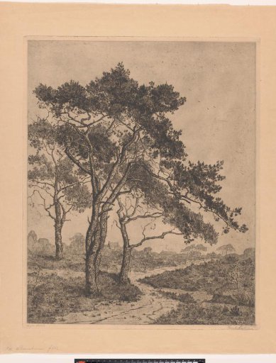 Landscape with pine trees