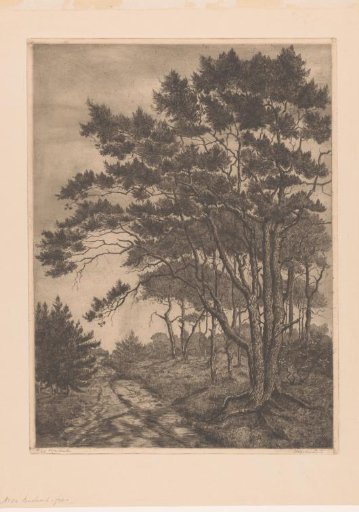 Landscape with country road and coniferous trees