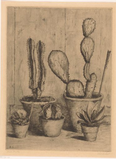 Cacti