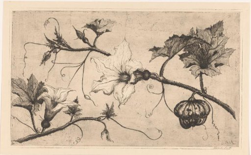 Ornamental pumpkins
