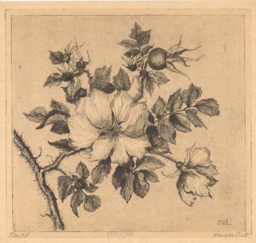 Rose hip
