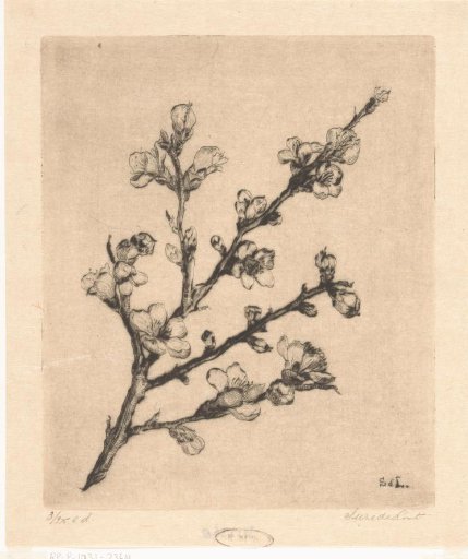 Peach blossom