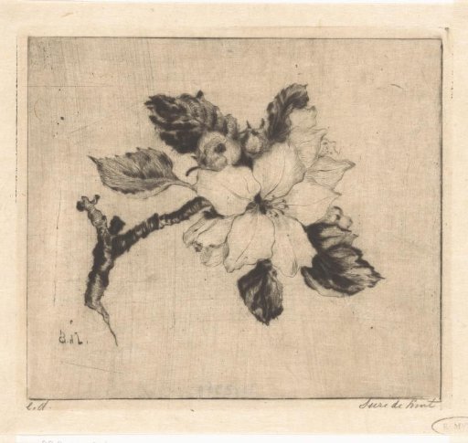 Apple blossom