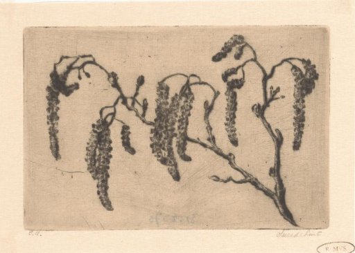 Alder catkins