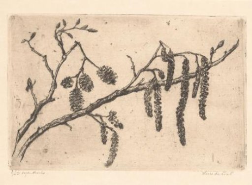 Alder catkins