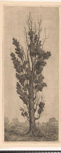 Old poplar