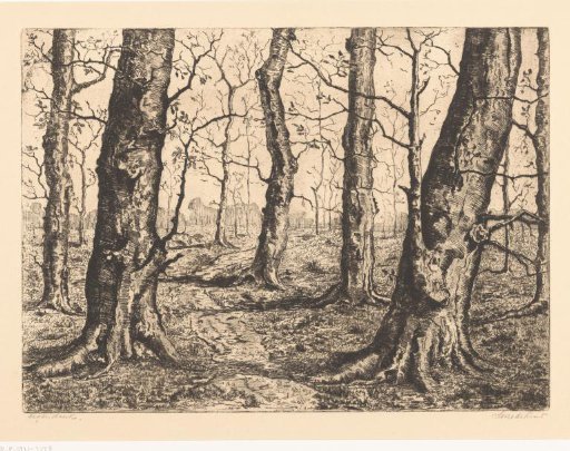 Edge of the woods with bare trees