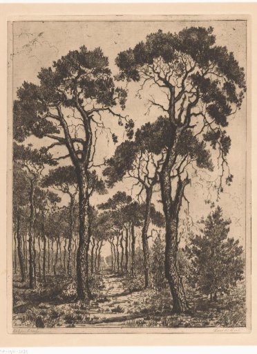 Pines along a forest path
