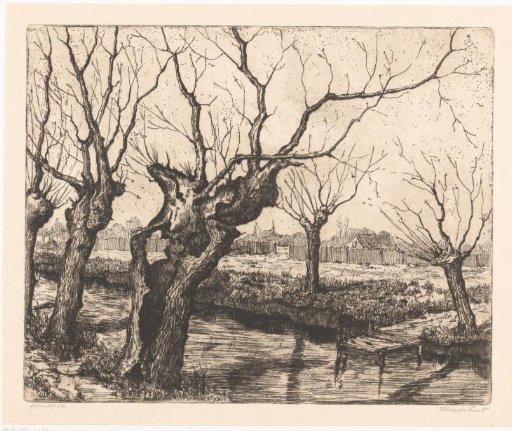 Pollard willows by a ditch