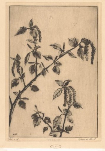 Birch catkins
