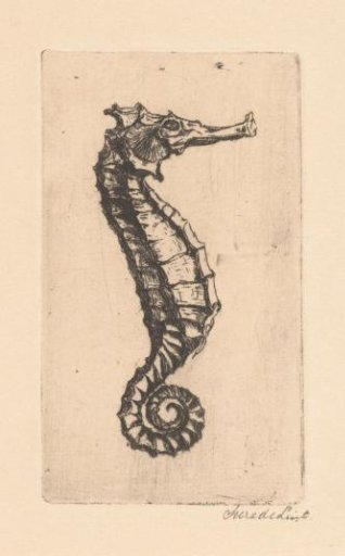 Seahorse