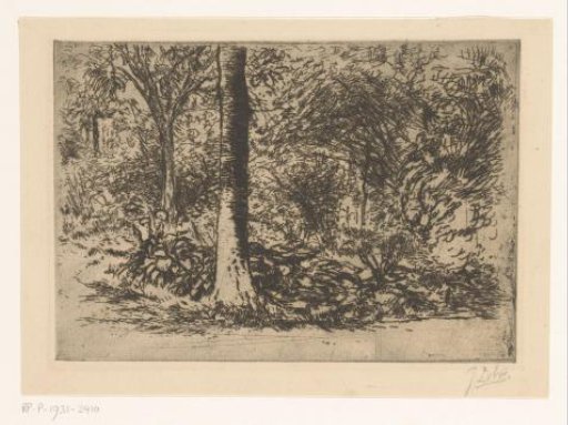 Edge of the forest